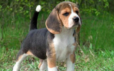 想养比格犬？先了解这些秘密，可能会让你有新决定！