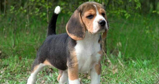 想养比格犬？先了解这些秘密，可能会让你有新决定！