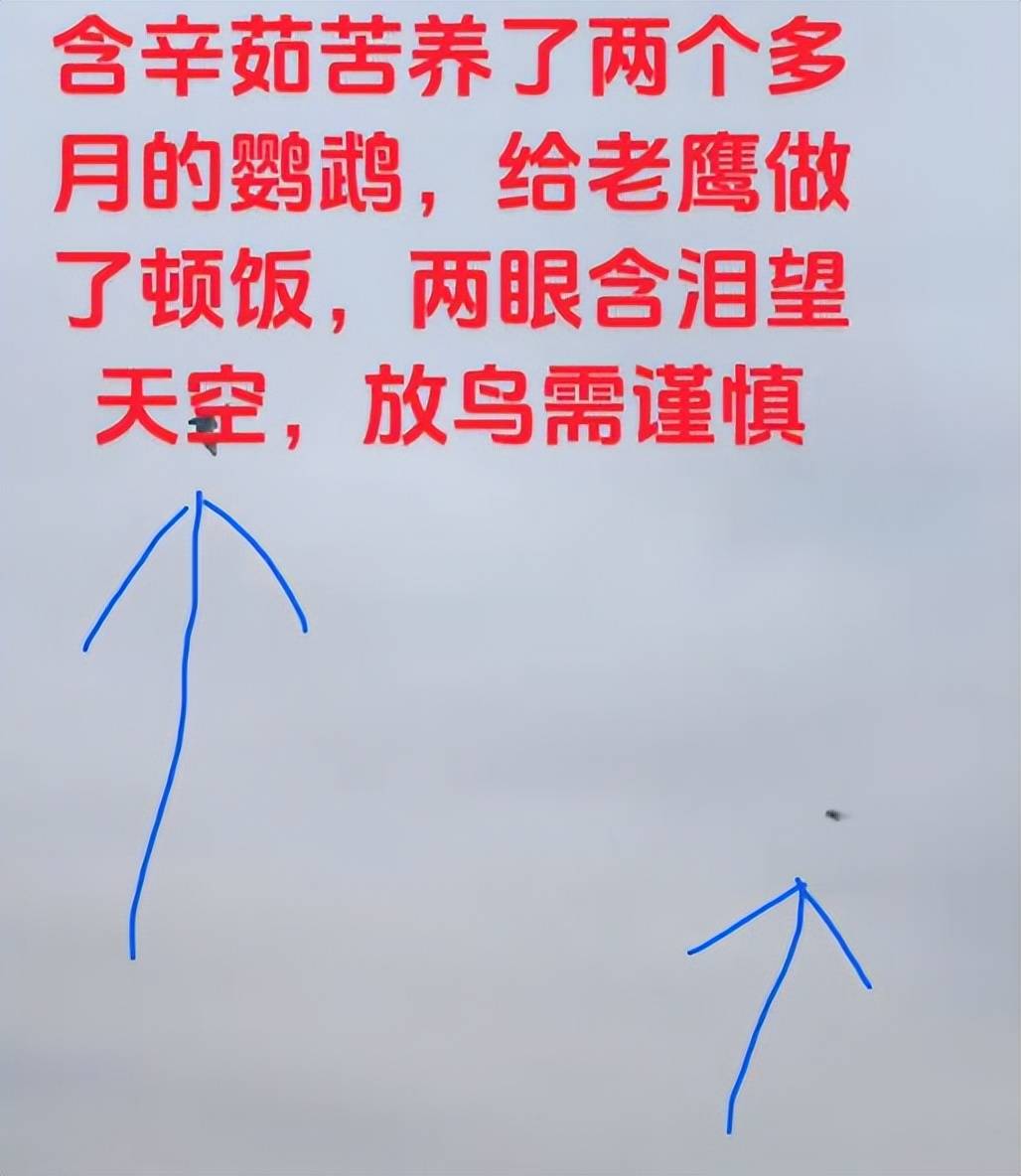 河南男子带玄凤鹦鹉外出遛风，结果给老鹰加了餐，只能含泪望天空