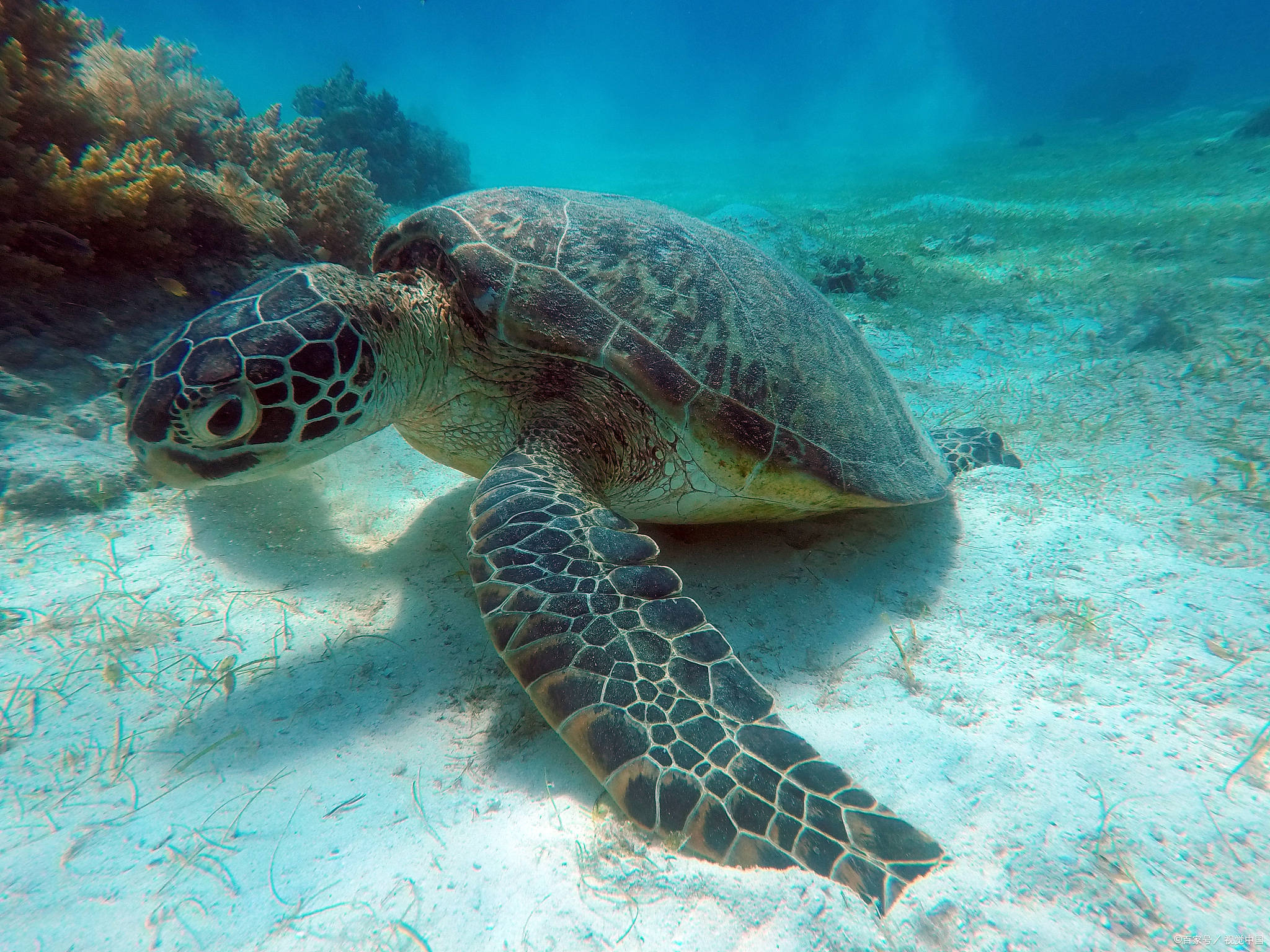 海龟吃什么食物为主？