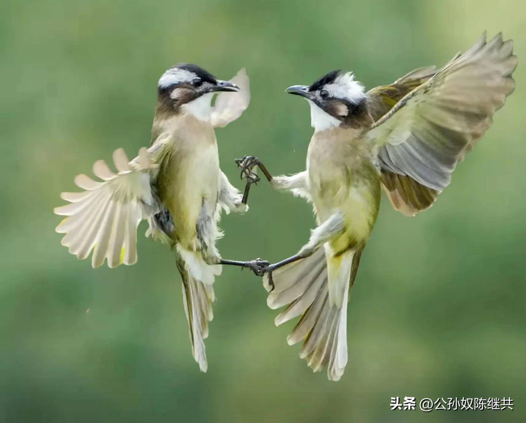 人与鸟亲密互动，成网红现象，专家：白头翁私人饲养非法！