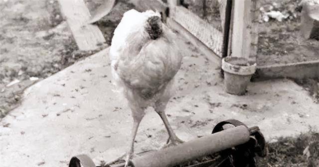 国有只鸡没有头还能活下来,主人带它到处巡演,每月赚4500美金