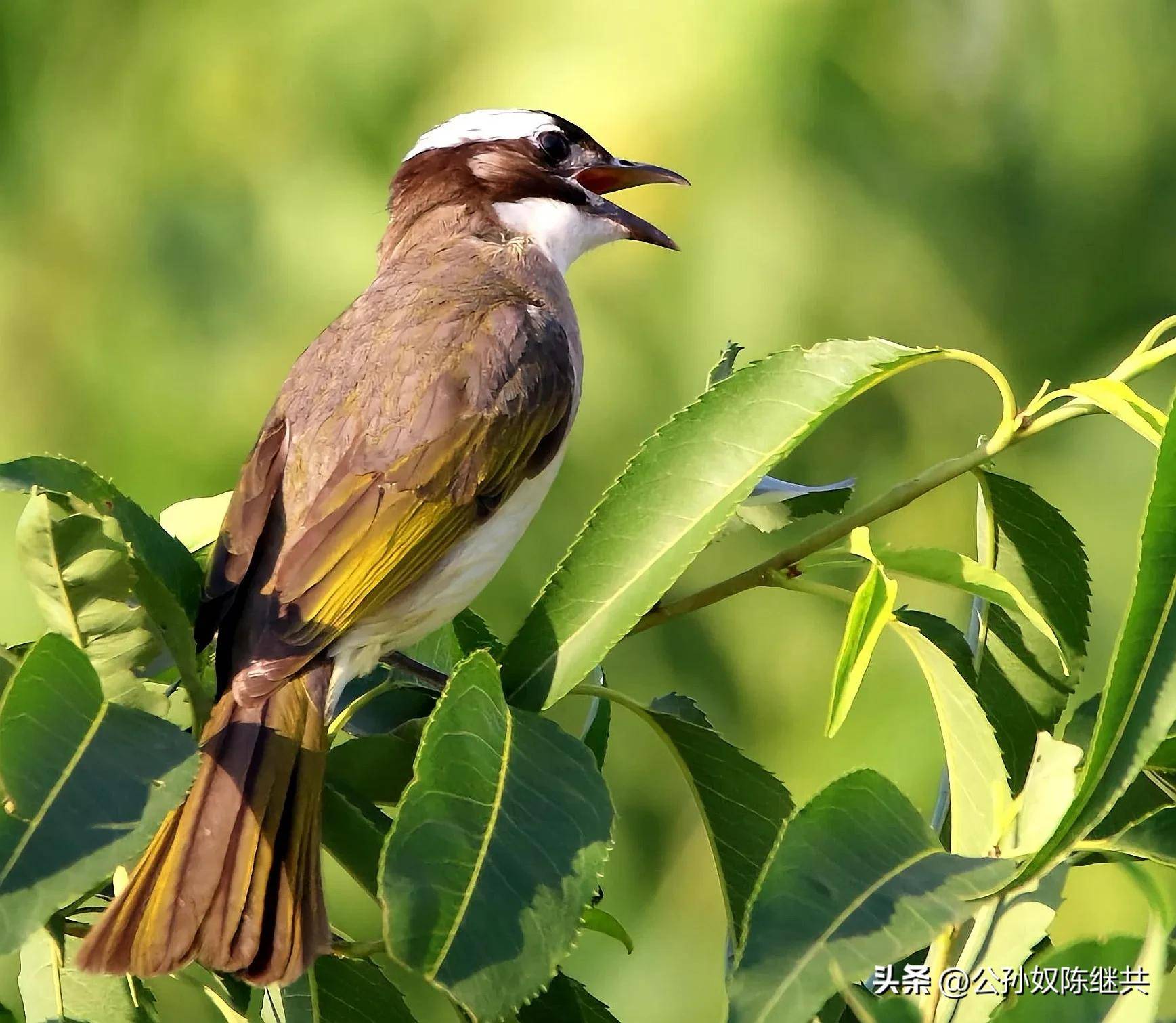 人与鸟亲密互动，成网红现象，专家：白头翁私人饲养非法！