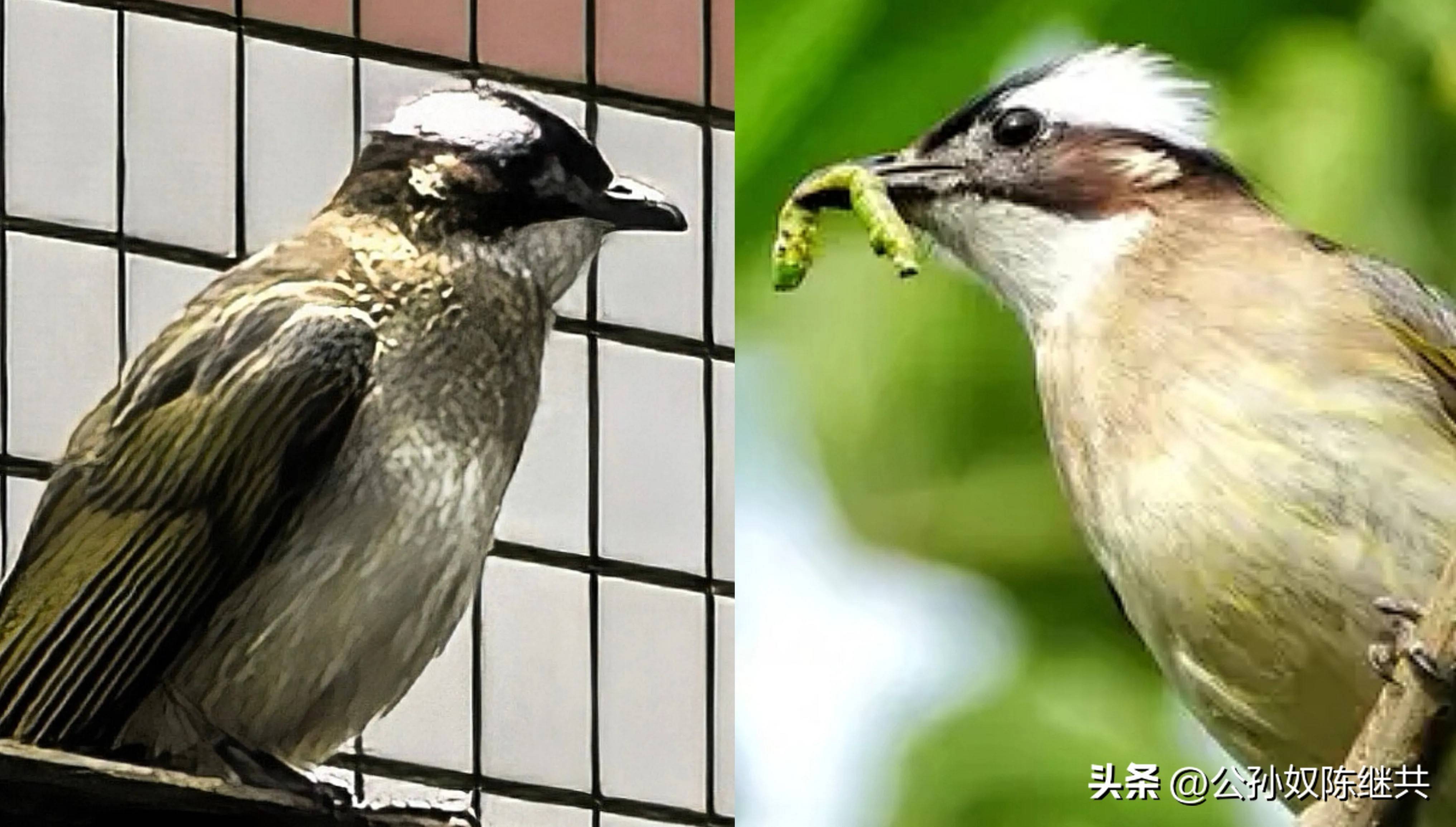 人与鸟亲密互动，成网红现象，专家：白头翁私人饲养非法！