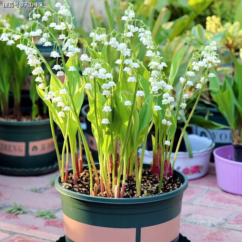 香水铃兰适合室内养吗