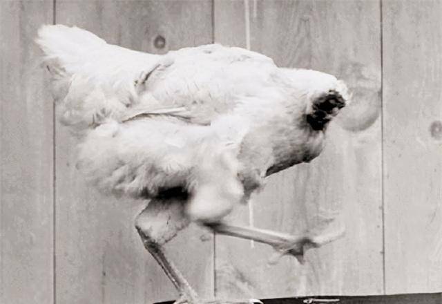 国有只鸡没有头还能活下来,主人带它到处巡演,每月赚4500美金