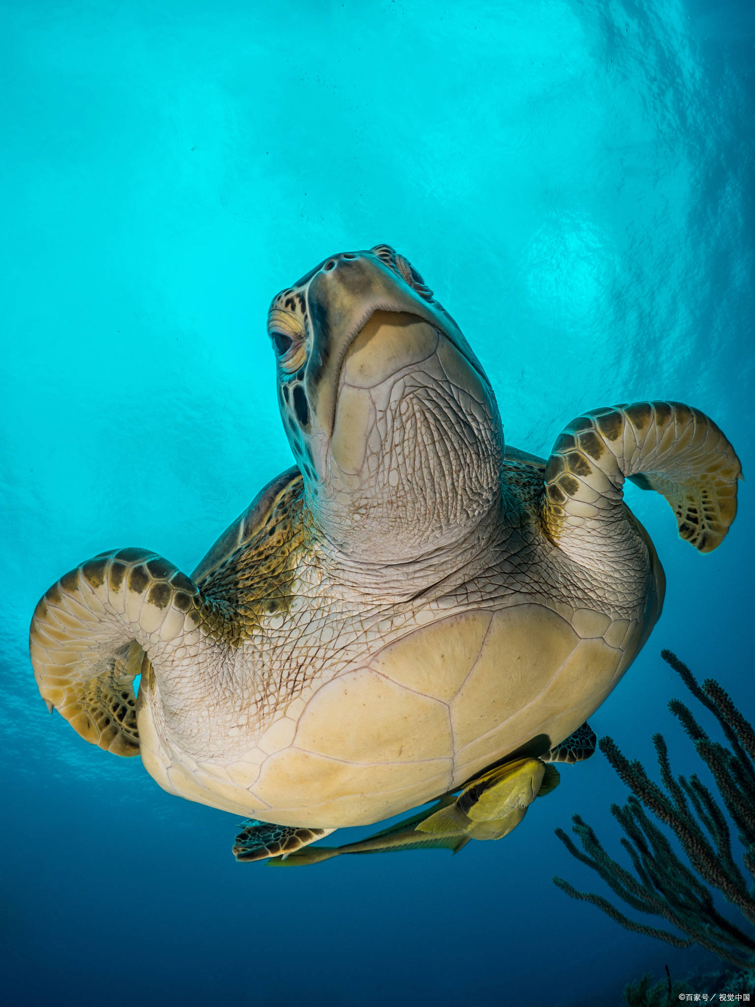 海龟吃什么食物为主？