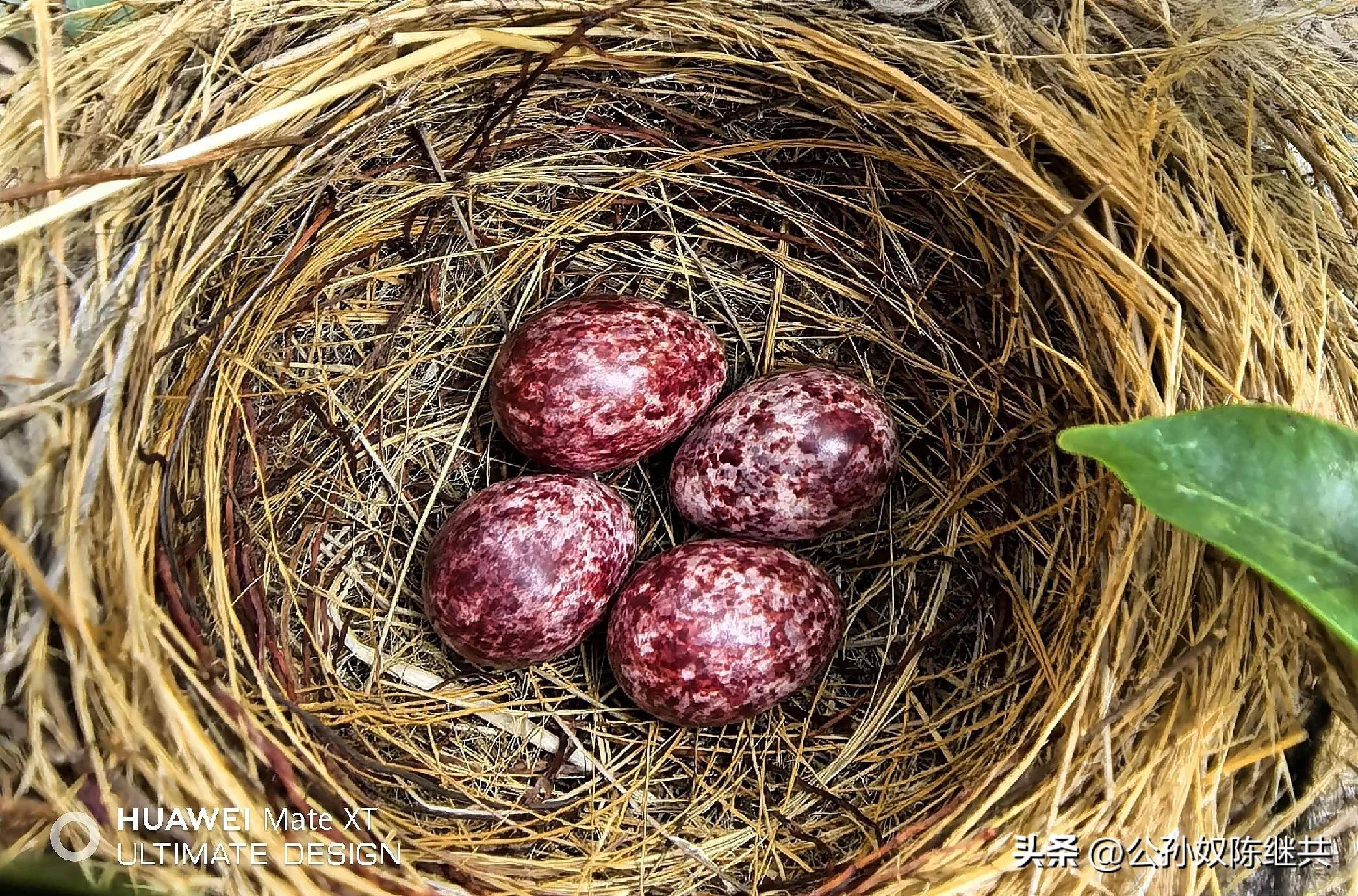 人与鸟亲密互动，成网红现象，专家：白头翁私人饲养非法！