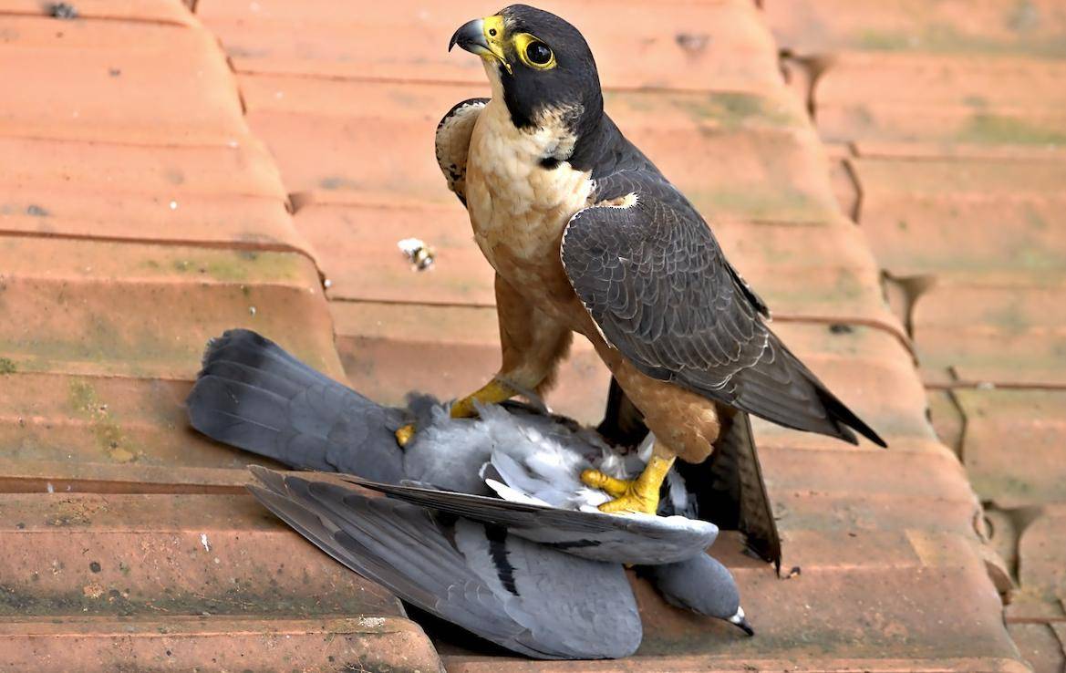 河南男子带玄凤鹦鹉外出遛风，结果给老鹰加了餐，只能含泪望天空