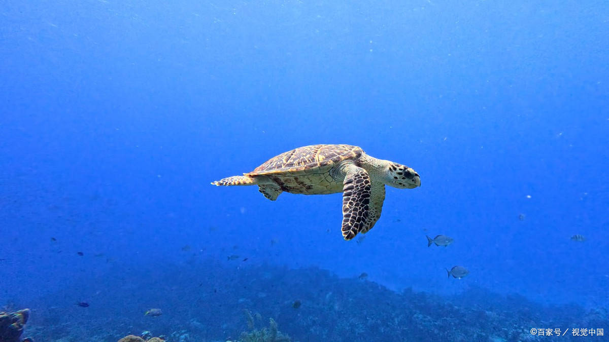 海龟吃什么食物为主？