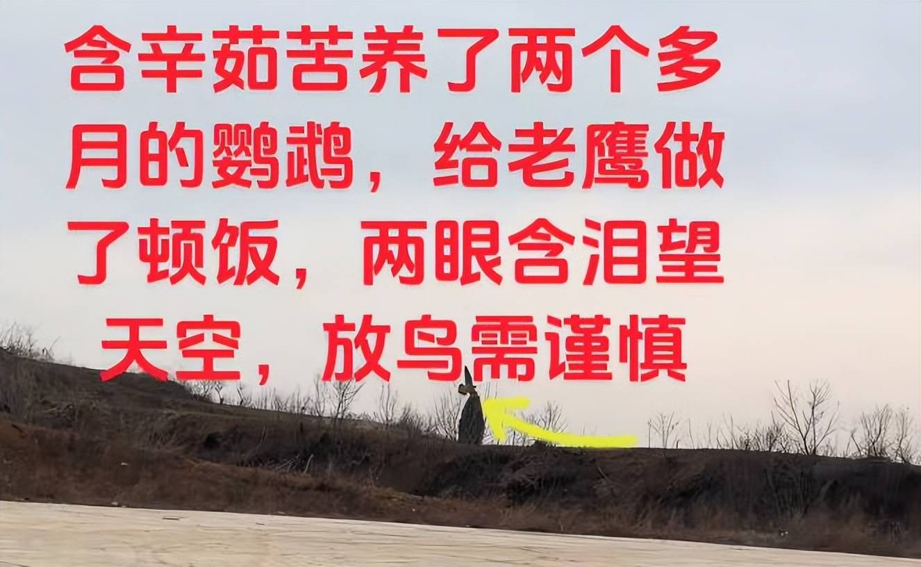 河南男子带玄凤鹦鹉外出遛风，结果给老鹰加了餐，只能含泪望天空