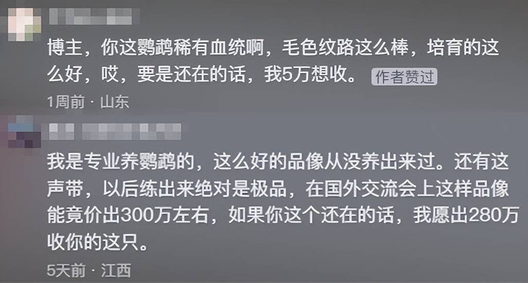 河南男子带玄凤鹦鹉外出遛风，结果给老鹰加了餐，只能含泪望天空