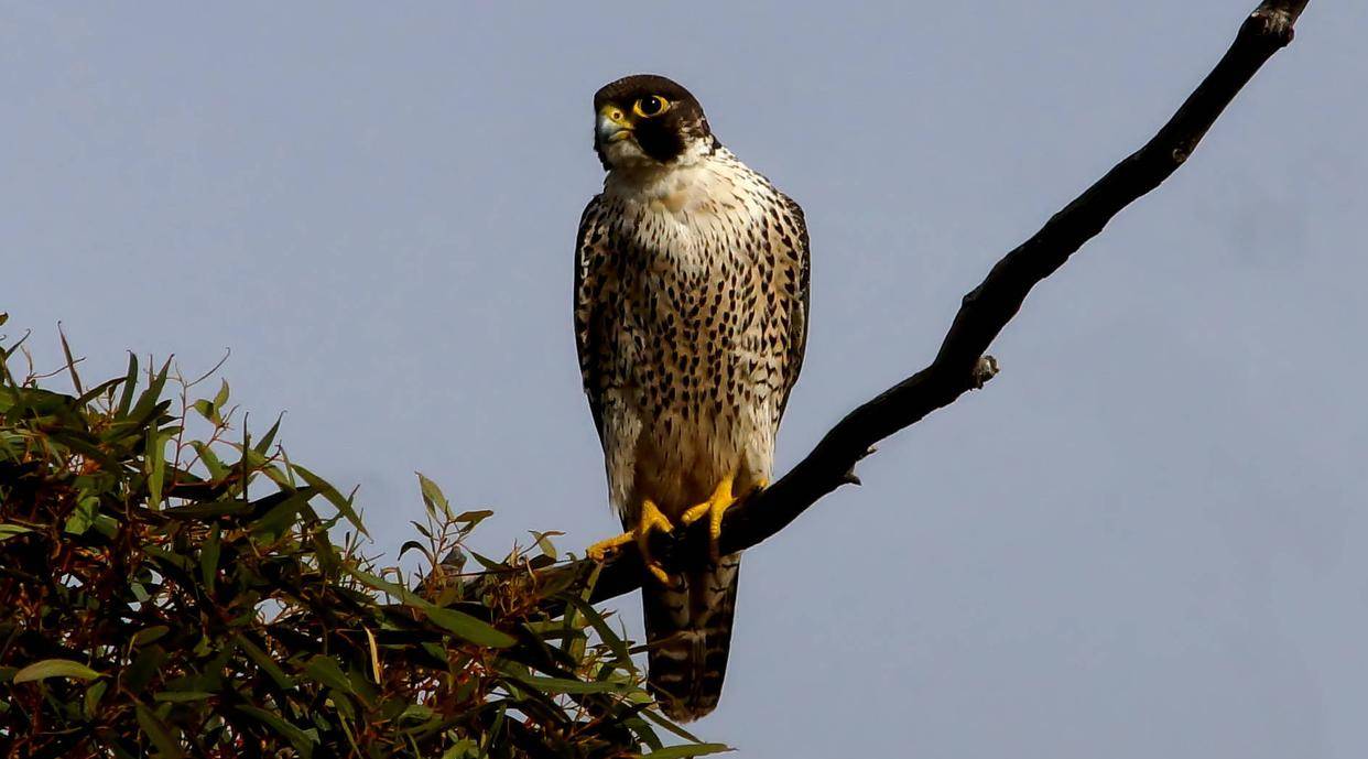 河南男子带玄凤鹦鹉外出遛风，结果给老鹰加了餐，只能含泪望天空