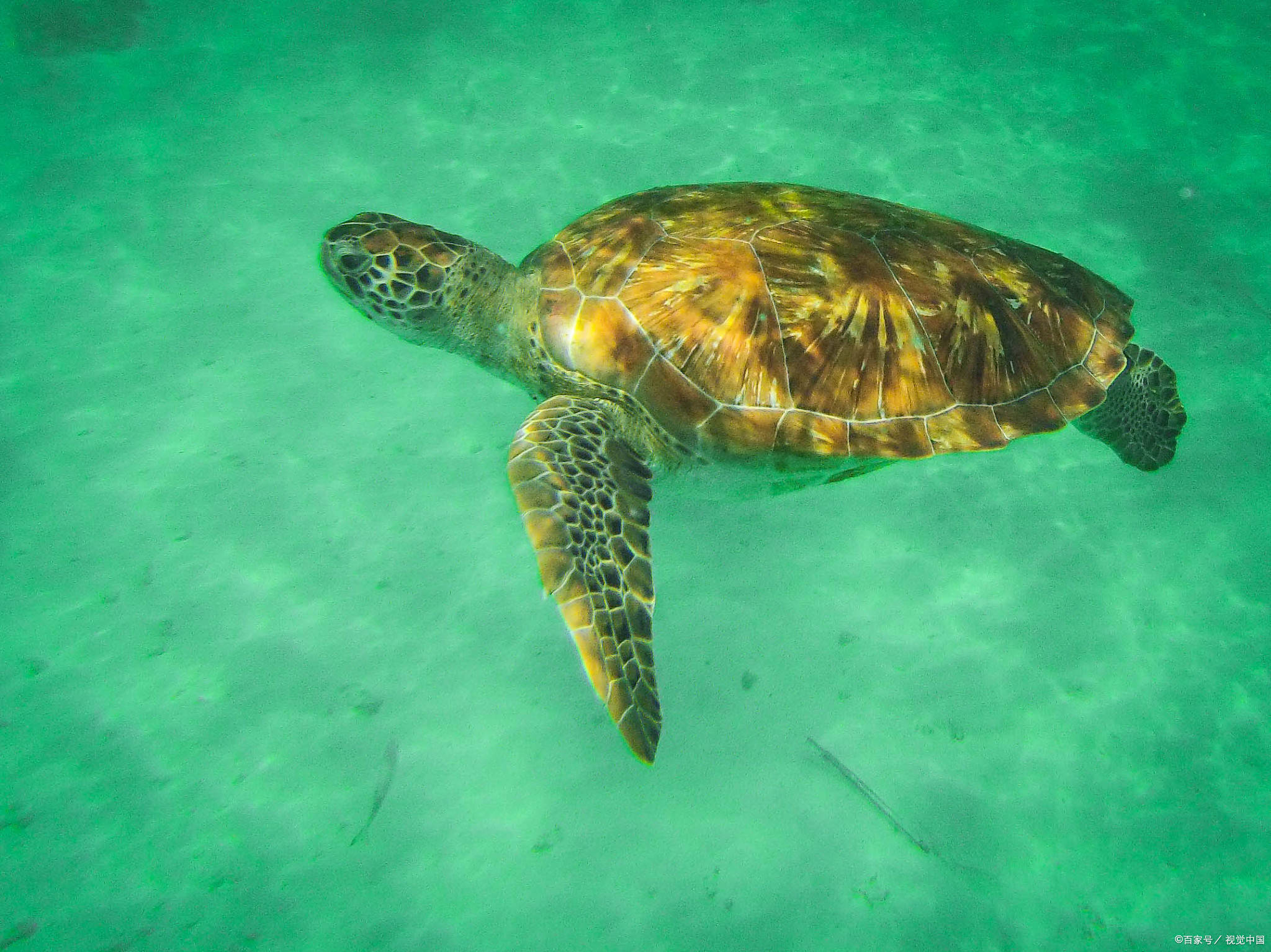 海龟吃什么食物为主？