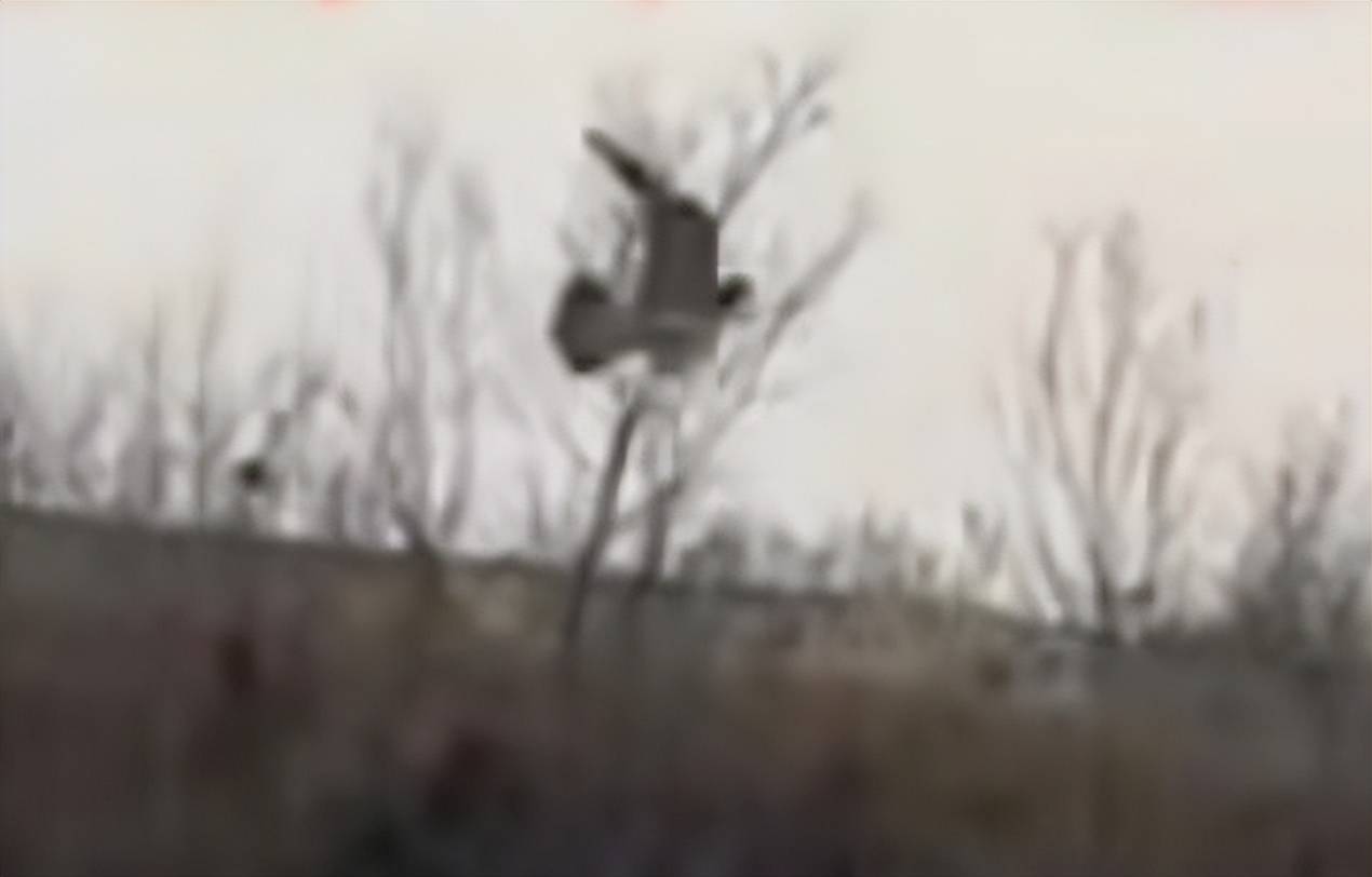 河南男子带玄凤鹦鹉外出遛风，结果给老鹰加了餐，只能含泪望天空