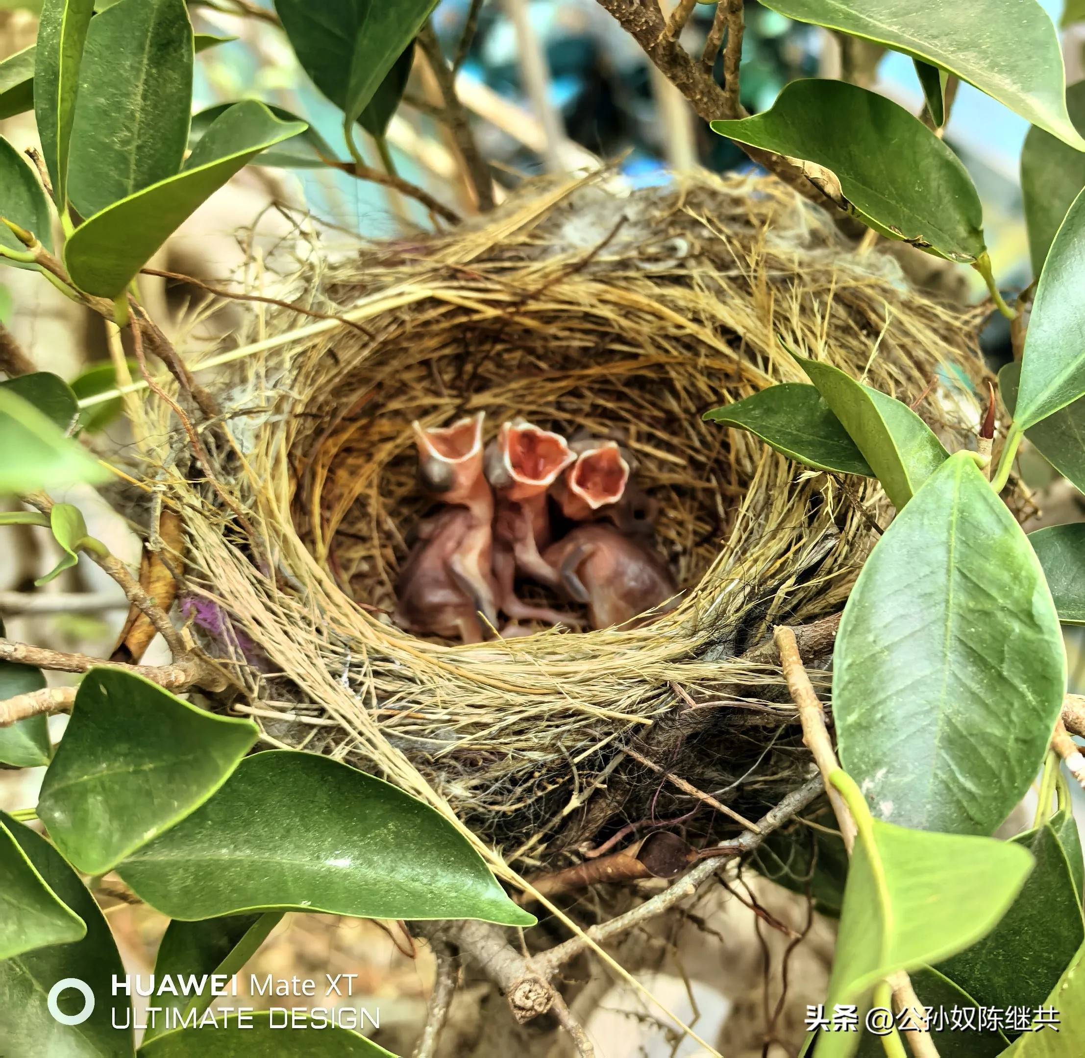 人与鸟亲密互动，成网红现象，专家：白头翁私人饲养非法！
