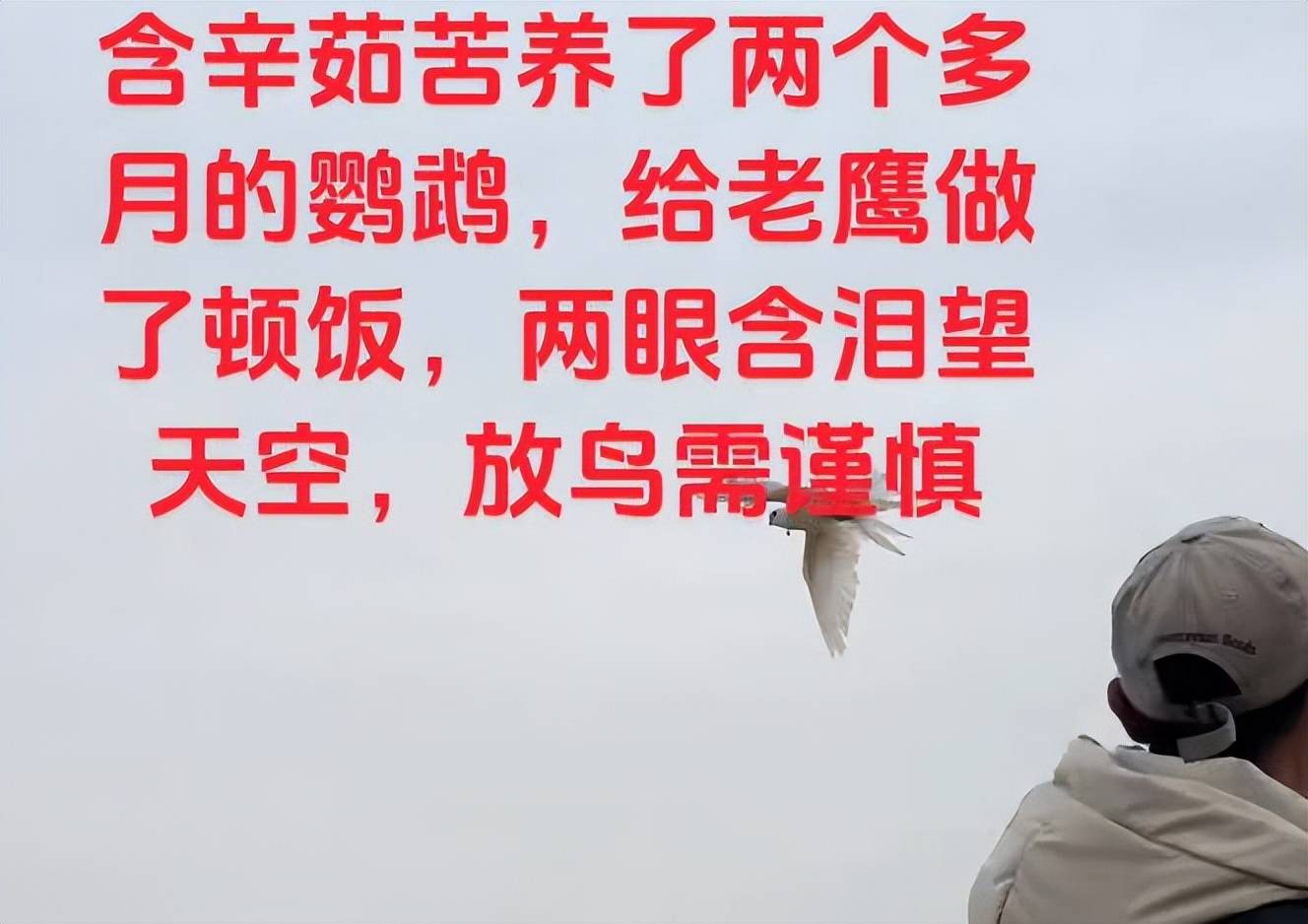 河南男子带玄凤鹦鹉外出遛风，结果给老鹰加了餐，只能含泪望天空