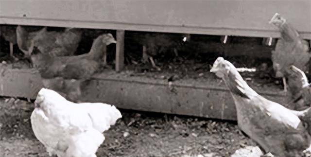 国有只鸡没有头还能活下来,主人带它到处巡演,每月赚4500美金