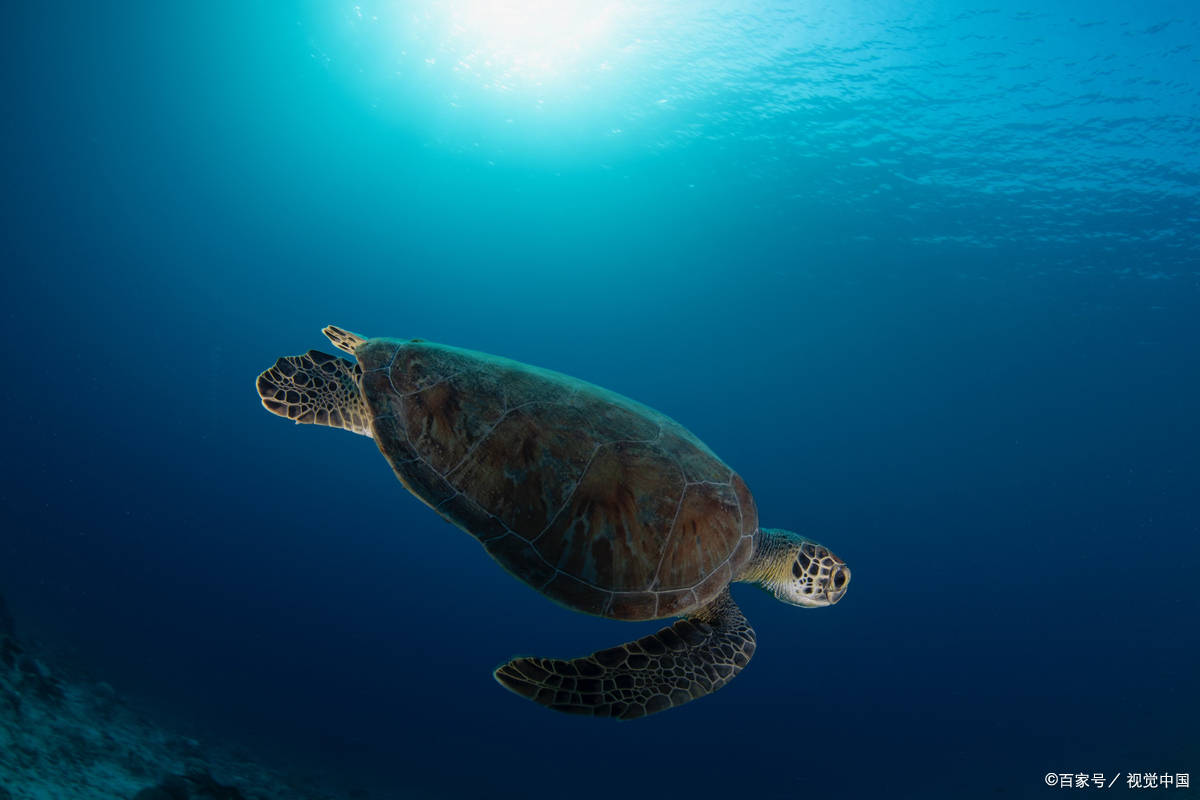 海龟吃什么食物为主？