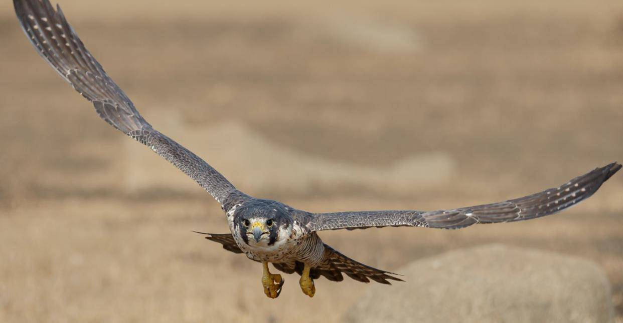 河南男子带玄凤鹦鹉外出遛风，结果给老鹰加了餐，只能含泪望天空