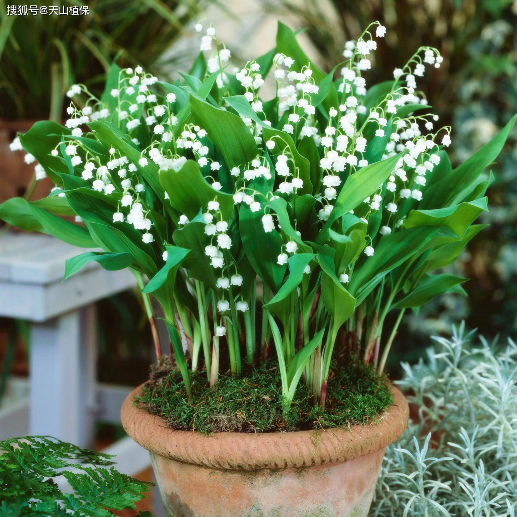 香水铃兰适合室内养吗