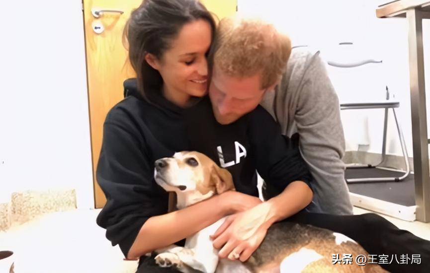 精心算计：梅根痛苦哀悼离世比格犬，收养它竟是攻略哈里的一步棋