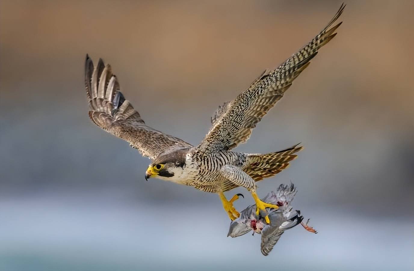 河南男子带玄凤鹦鹉外出遛风，结果给老鹰加了餐，只能含泪望天空