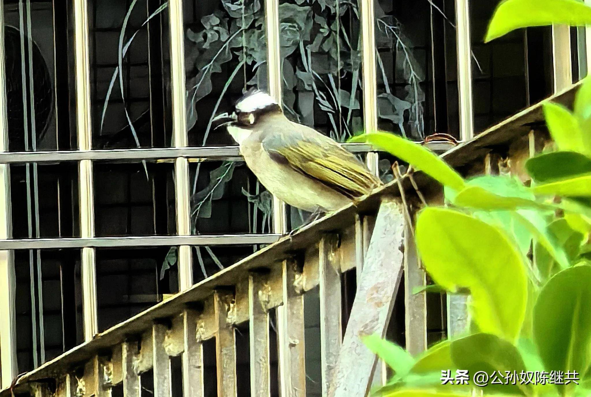 人与鸟亲密互动，成网红现象，专家：白头翁私人饲养非法！