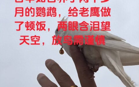 河南男子带玄凤鹦鹉外出遛风，结果给老鹰加了餐，只能含泪望天空