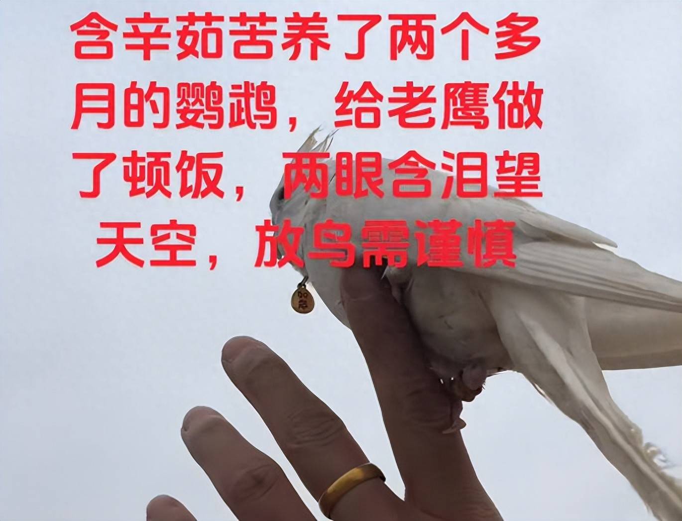 河南男子带玄凤鹦鹉外出遛风，结果给老鹰加了餐，只能含泪望天空