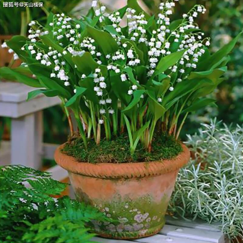 香水铃兰适合室内养吗