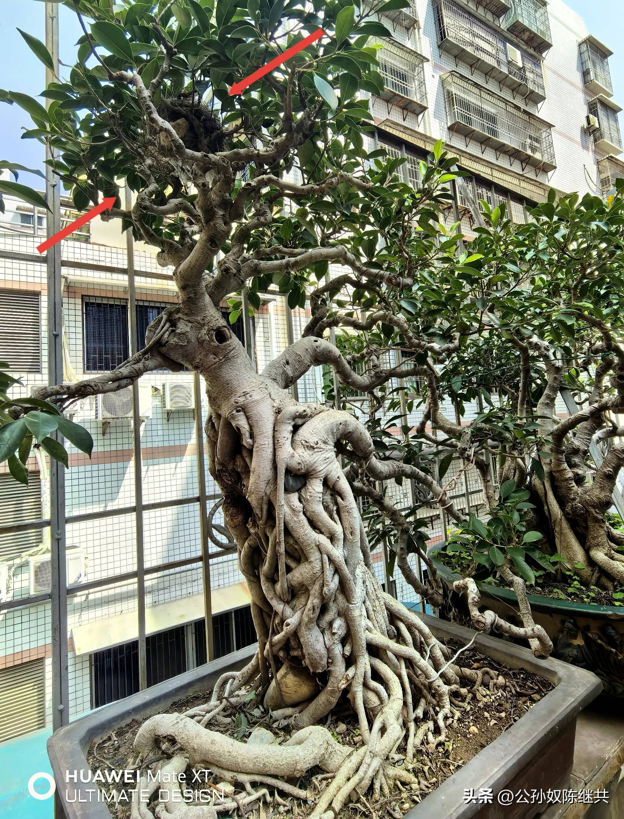 人与鸟亲密互动，成网红现象，专家：白头翁私人饲养非法！