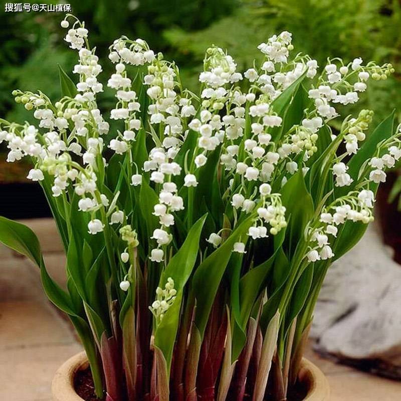 香水铃兰适合室内养吗