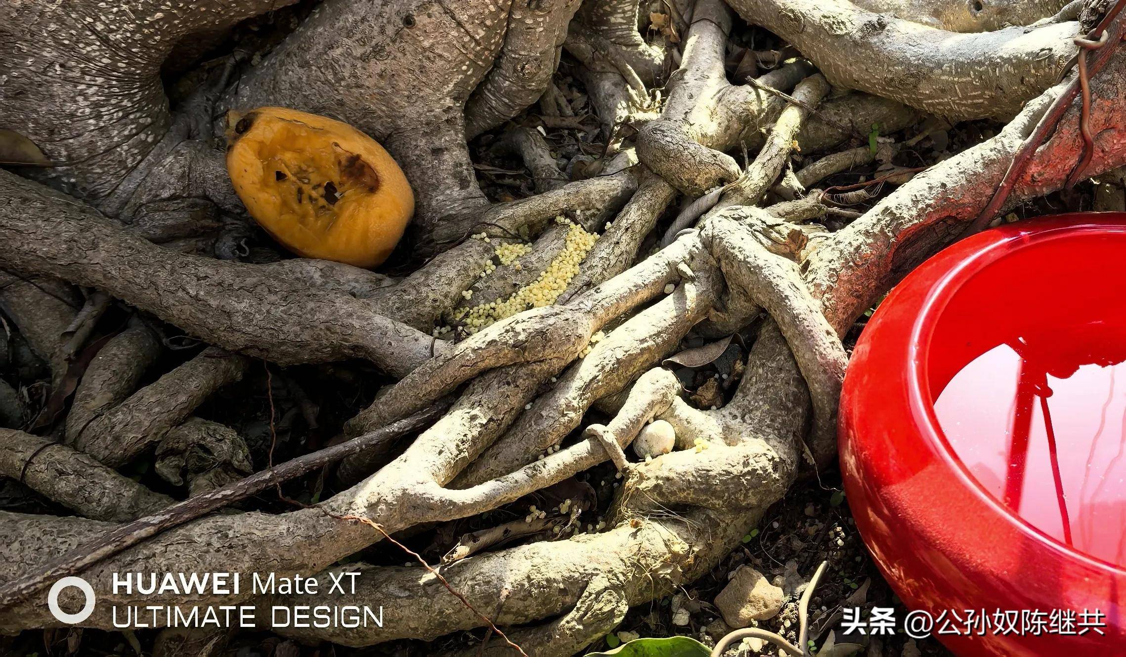 人与鸟亲密互动，成网红现象，专家：白头翁私人饲养非法！