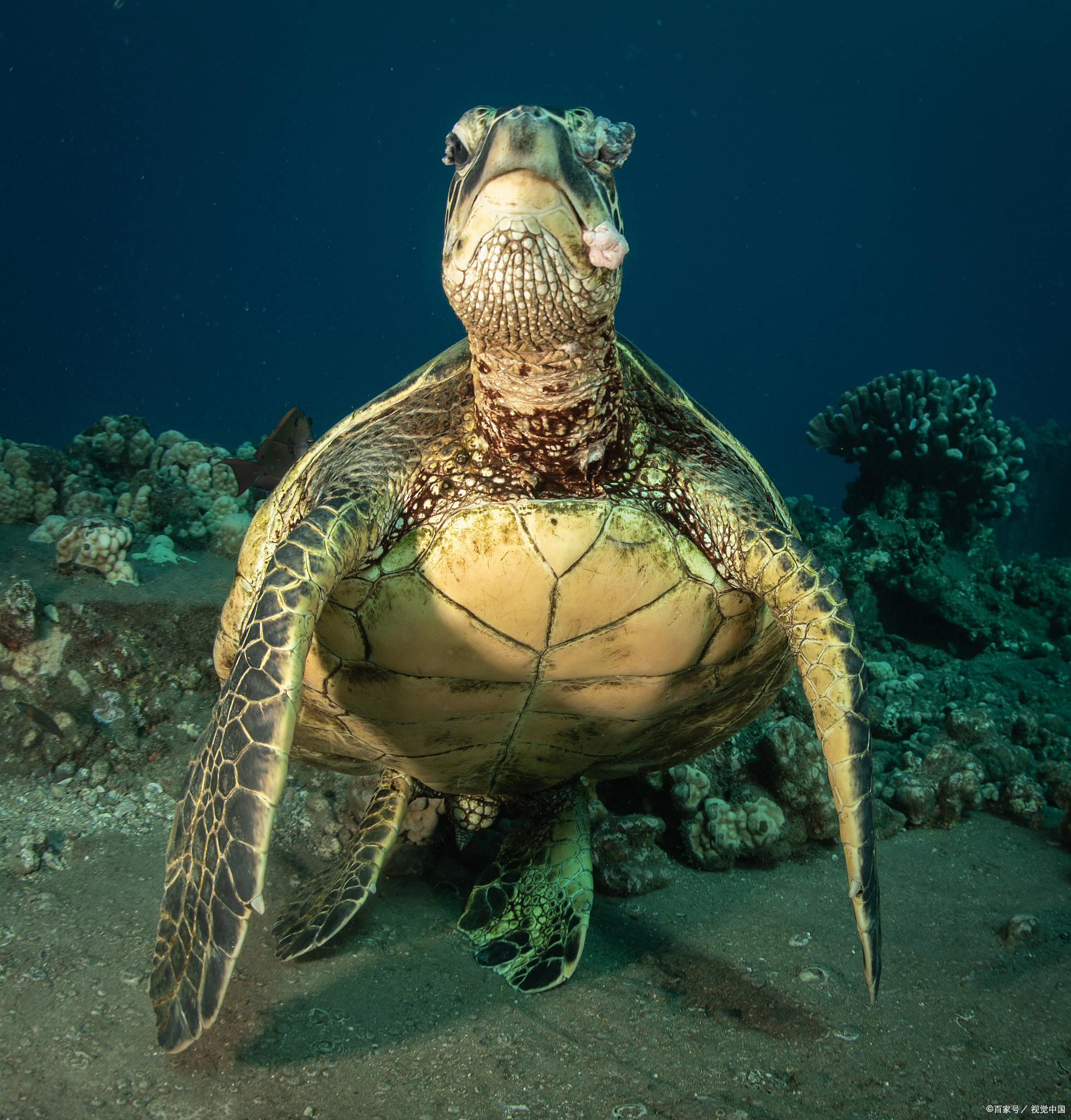 海龟吃什么食物为主？