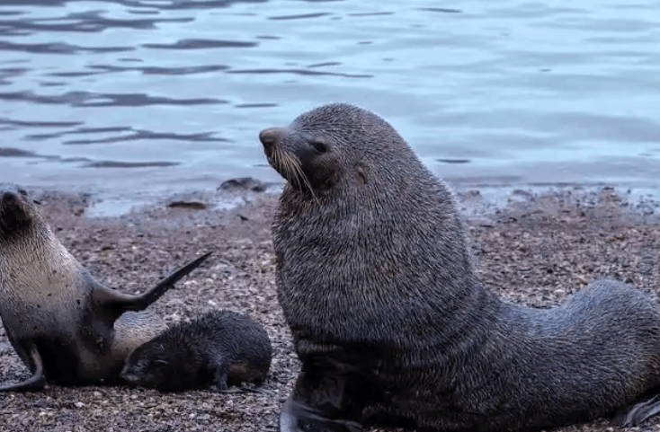 俄罗斯为什么把阿拉斯加卖给美国