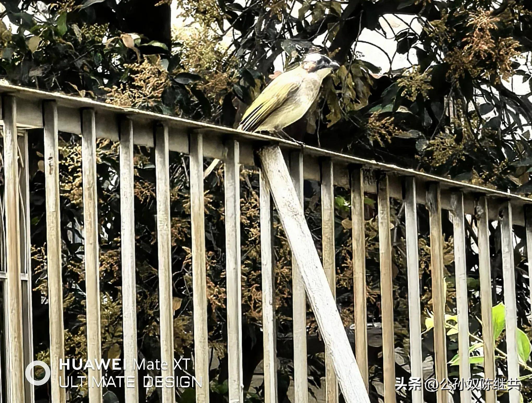 人与鸟亲密互动，成网红现象，专家：白头翁私人饲养非法！