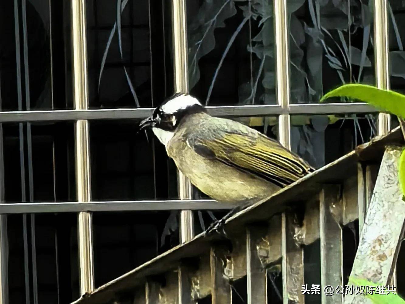 人与鸟亲密互动，成网红现象，专家：白头翁私人饲养非法！